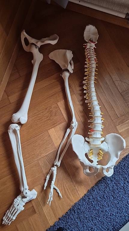 Kit di modellismo & Modellini statici: Anatomie Skelettteile – Usato da Haslen AI venduto da Merida33