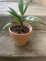 Palme 30 cm. immergrüne perfekt für Zimmer, Garten