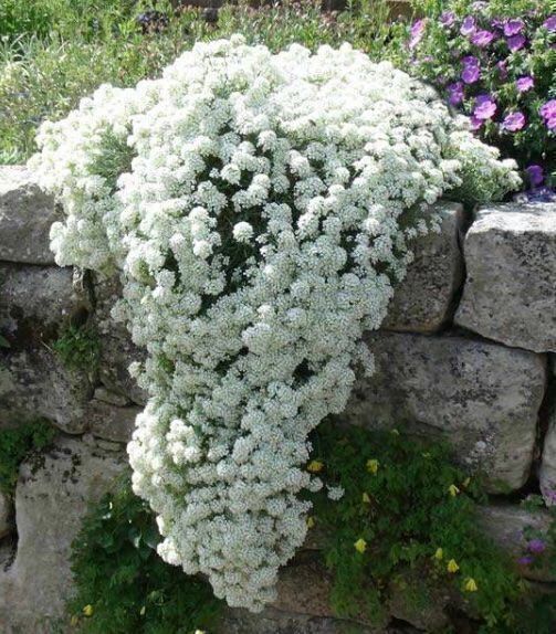 Piante & sementi: 100 SAMEN STEINKRAUT WEISS ALYSSE BLANC ALYSSO BIANCO – Nuovo e nell'imballaggio originale da Rovio venduto da POSITIFFARTandPLANTS
