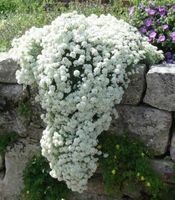 100 SAMEN STEINKRAUT WEISS ALYSSE BLANC ALYSSO BIANCO