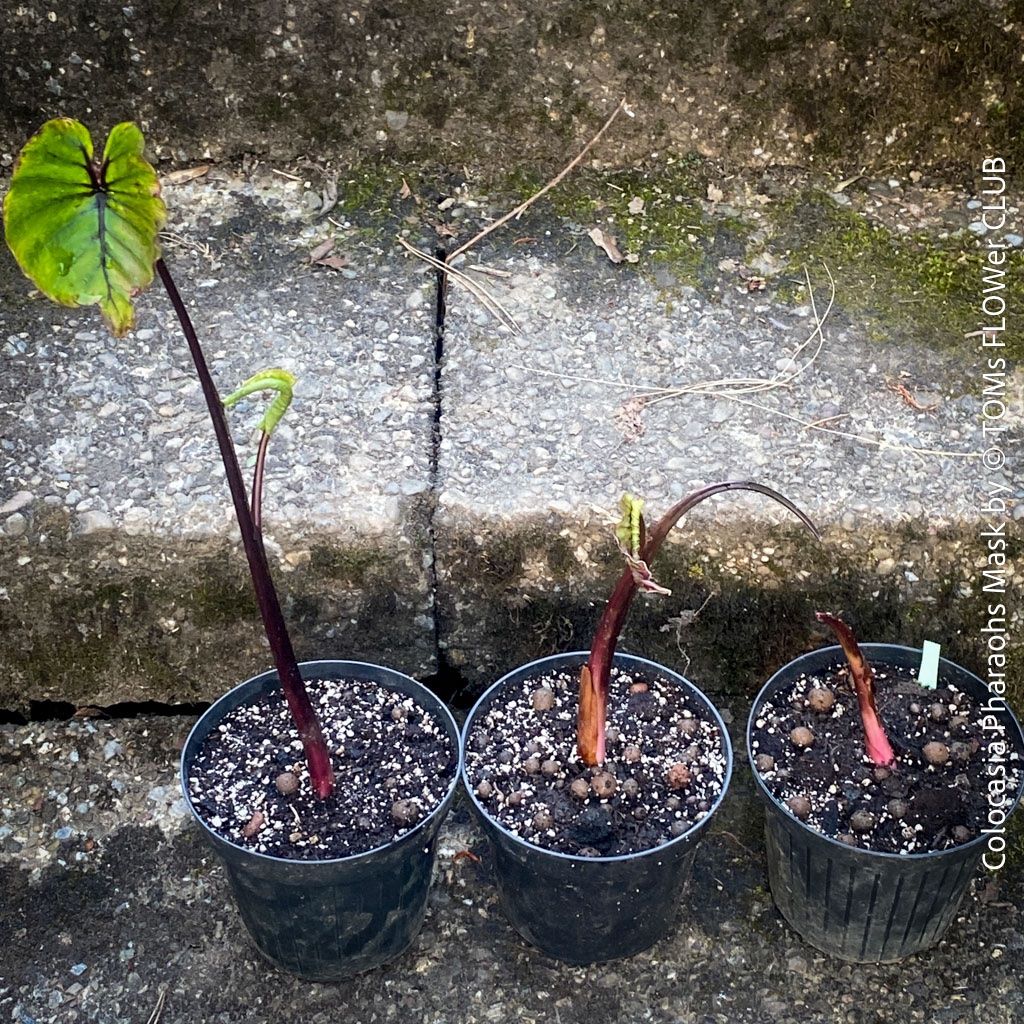 Piante & sementi: Colocasia Pharaohs Mask - 100% Bio-Pflanze – Nuovo e nell'imballaggio originale da Adliswil venduto da astom369 1