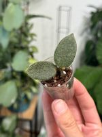 Hoya thomsonii aff. pink flowers ✨