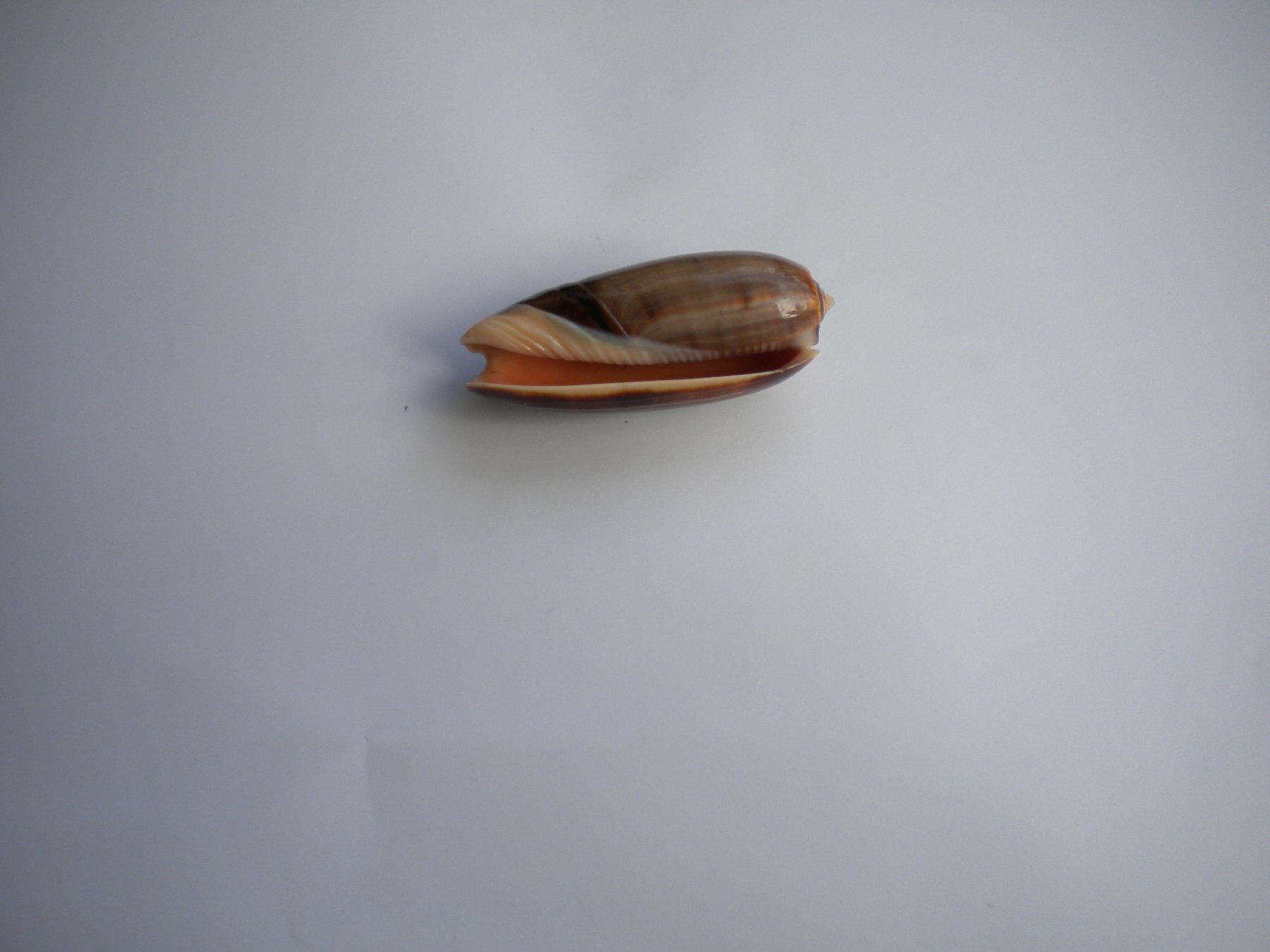 Fossilien: Schöne dunkel Muschel 6 cm – Gebraucht aus Spreitenbach von Sniper8952 1