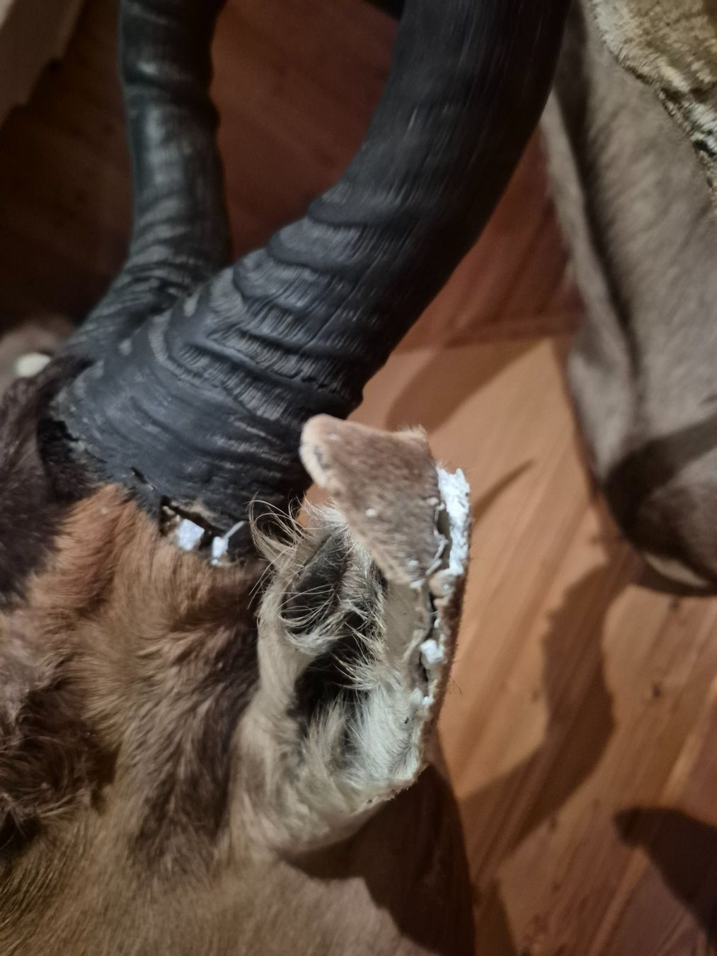 Il mondo degli animali: Trophée de chasse bubale roux / Kuhantilope Jagdtrophäe – Usato da Treyvaux venduto da Kbh2000 5