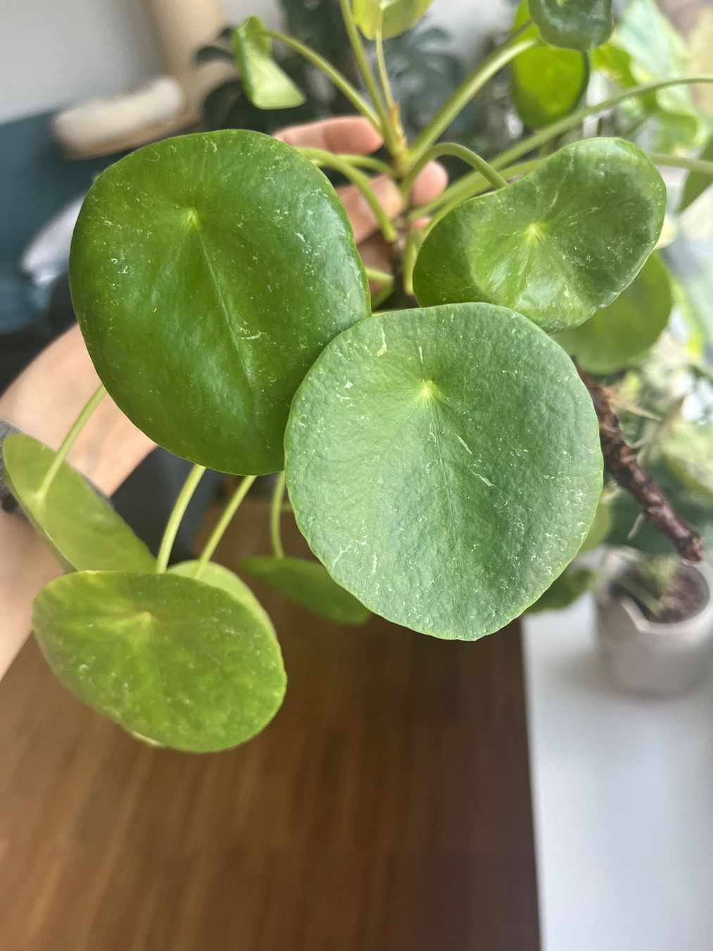 Piante & sementi: Rare Pilea Pepermoides Sugar – Usato da Zürich venduto da SummerUmbrage 2