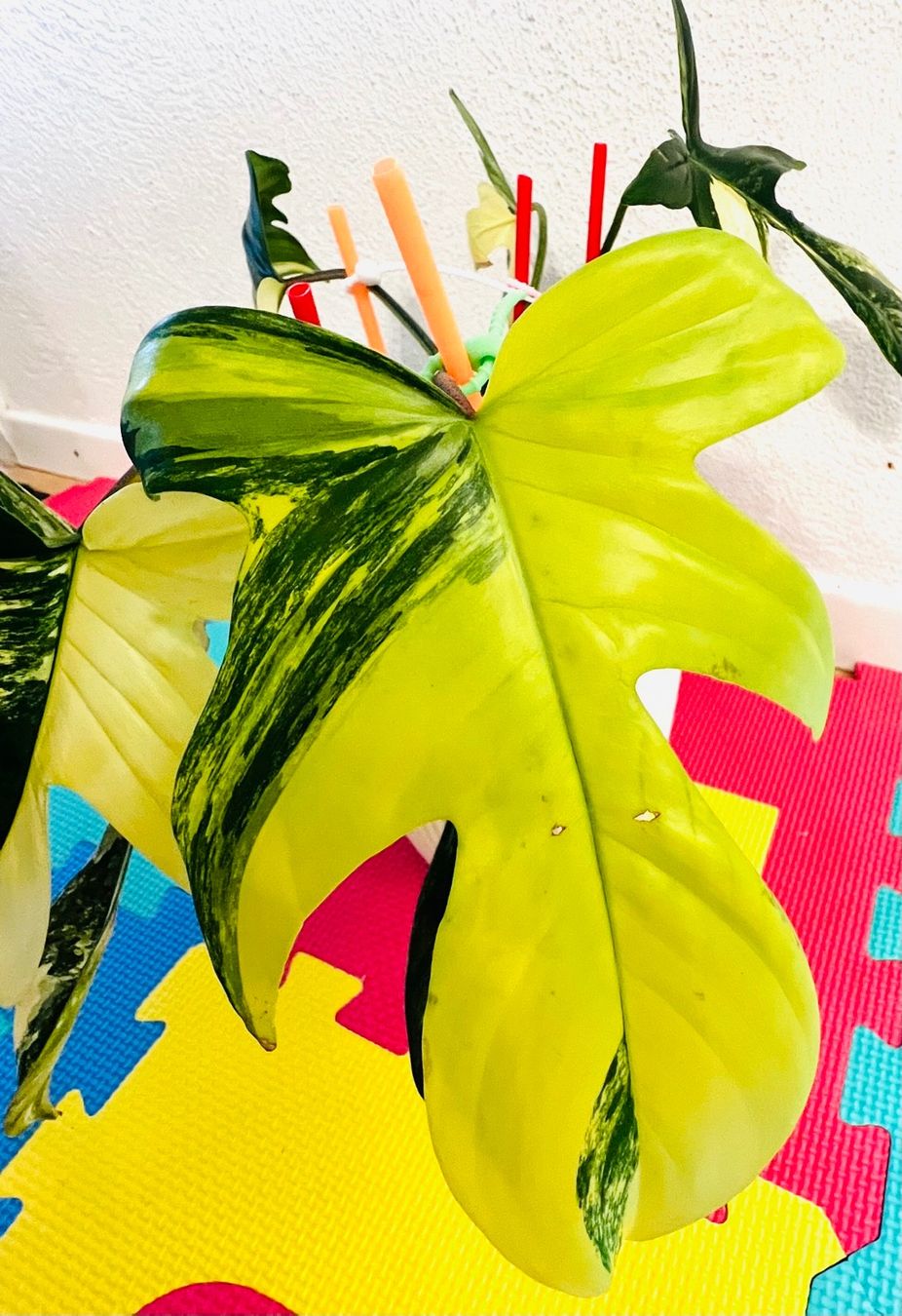 Pflanzen & Samen: Florida Beauty variegated – Gebraucht aus Zofingen von Erfolg1957 5