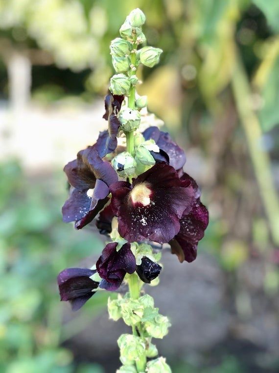 Piante & sementi: 100 Samen schwarze Stockrose Alcea nigra – Usato da Ehrendingen venduto da VerveinaSamen 6