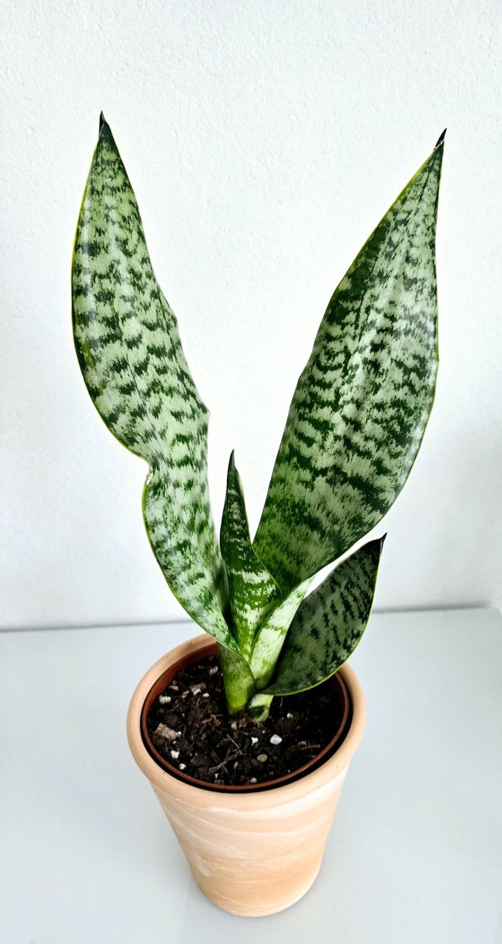 Piante & sementi: Zimmerpflanze, Bogenhanf, Sansevieria, mit Topf – Nuovo (secondo la descrizione) da Aarburg venduto da Glitzerschein 2