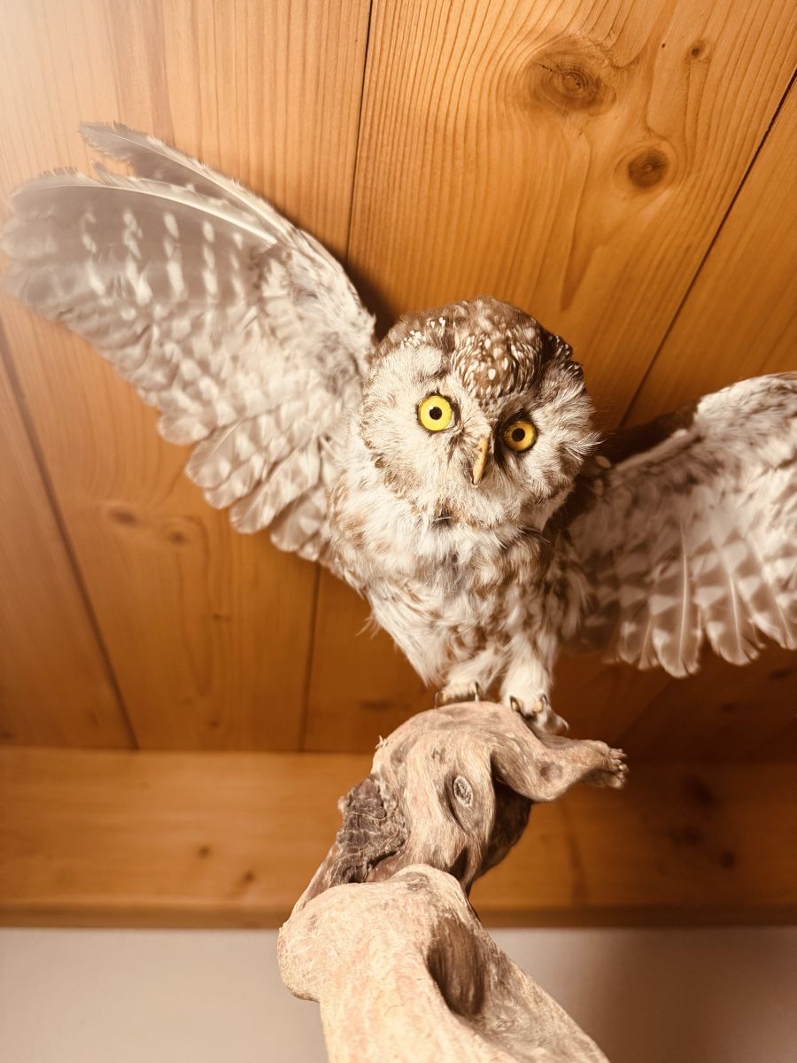 Il mondo degli animali: Civetta tassidermizzata su ramo, decorazione. – Usato da Volketswil venduto da mau_9pxs 4