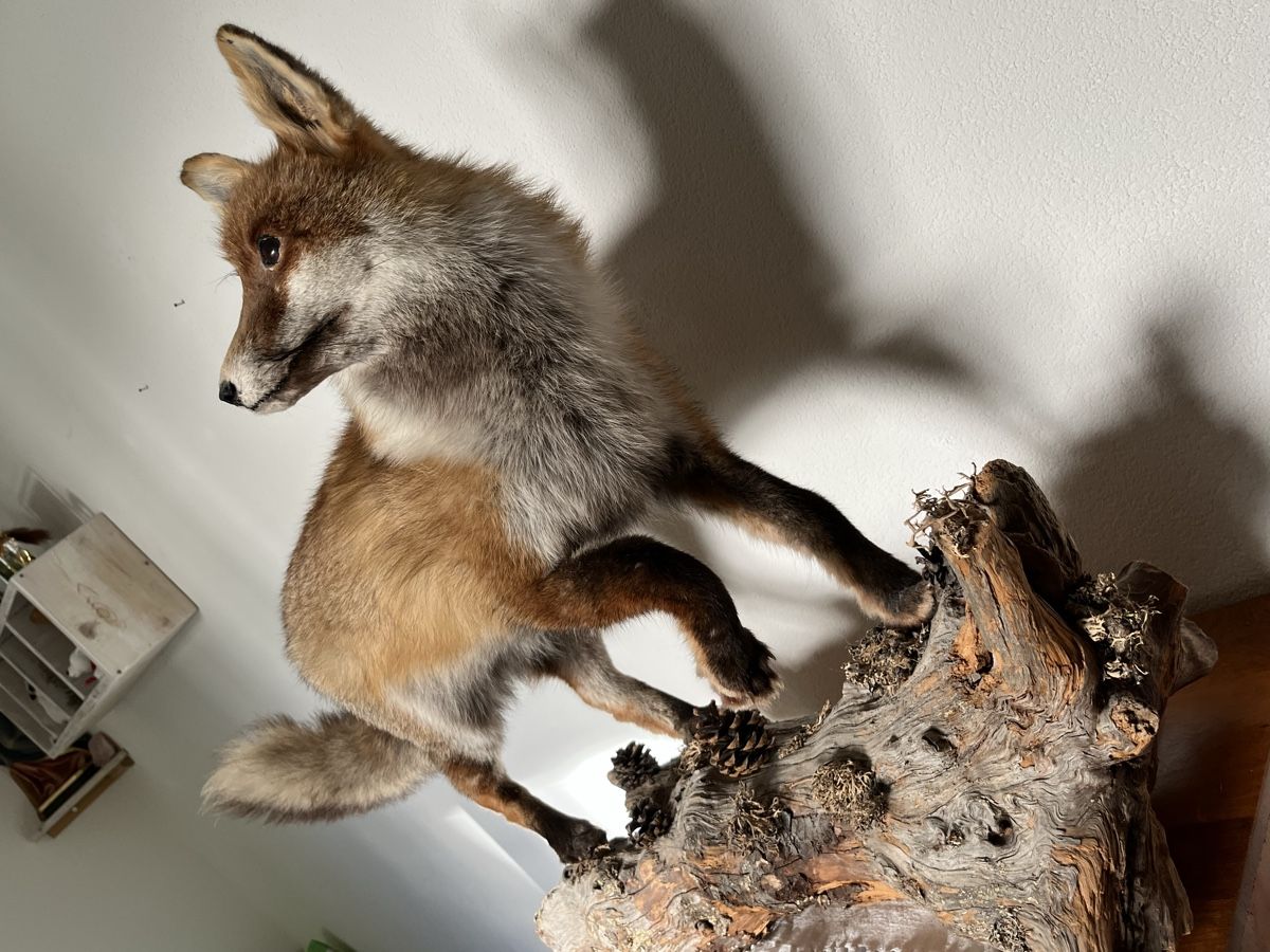 Il mondo degli animali: Wunderschöner Fuchs. Echttier Präparat. – Usato da Davos Platz venduto da butzele13 4