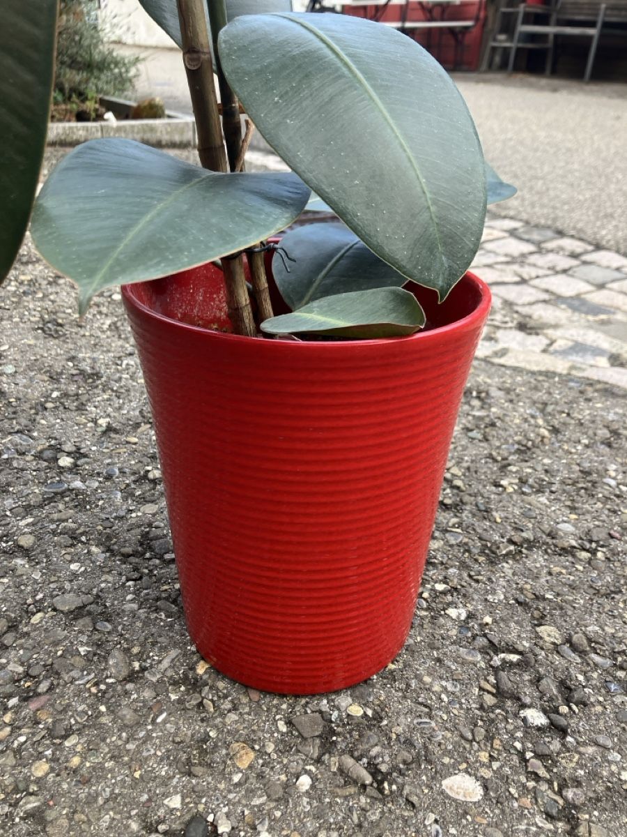 Plantes & graines: Gummibaum, inkl Topf – D'occasion à Knonau par fiomuckel 2