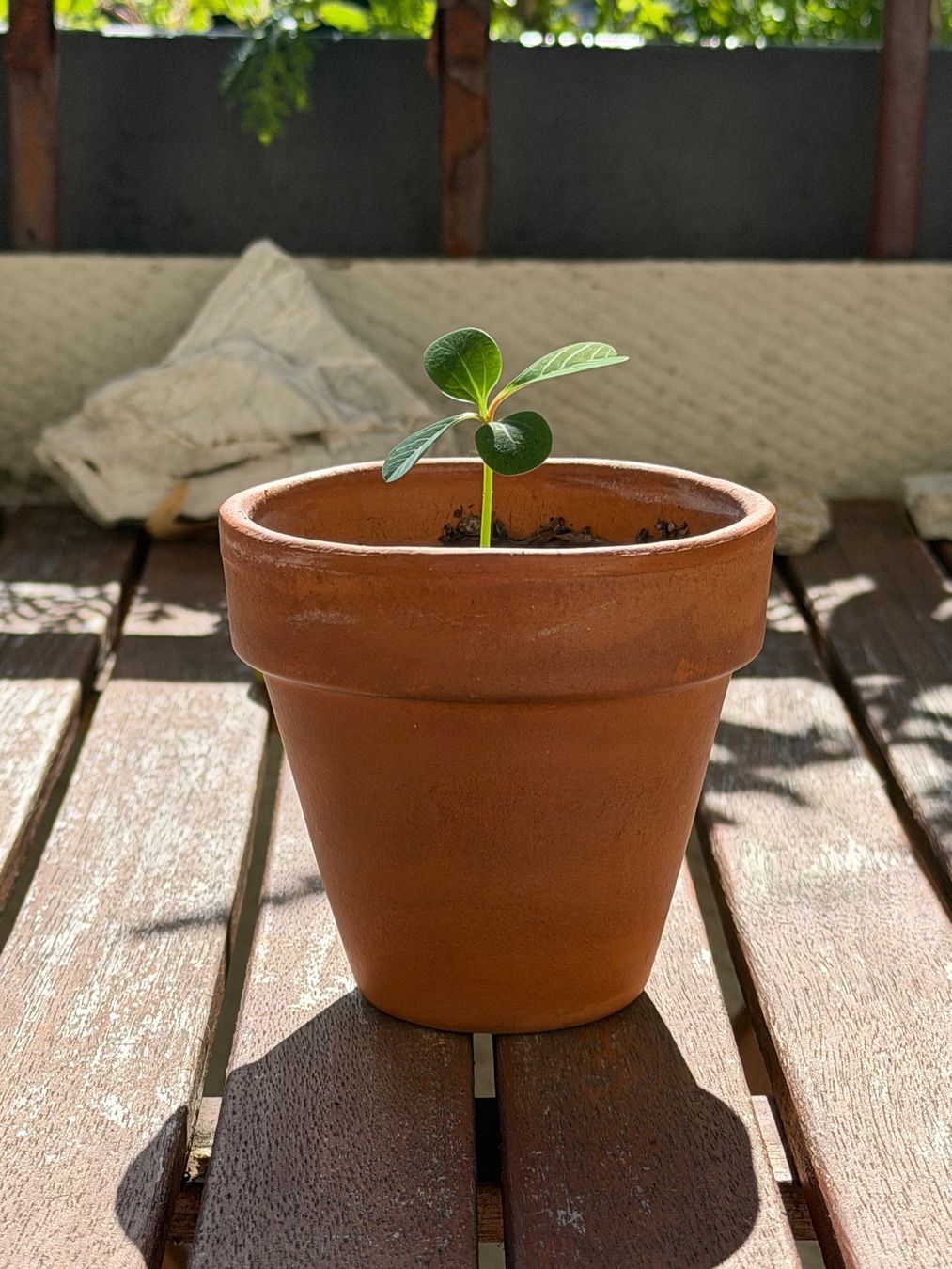 Piante & sementi: Mini-Spuckpalme Starter-Pflanze :) – Usato da Zürich venduto da Abatar 1