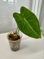 Alocasia Frydek – Rooted Baby Plant 🌿