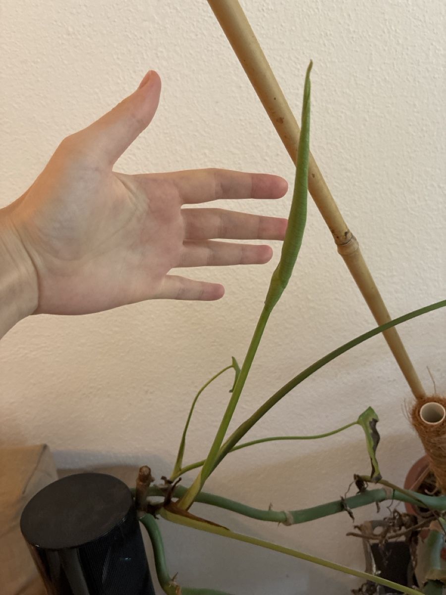 Plantes & graines: Grosse Monstera – D'occasion à Horn par nat_97wq 1
