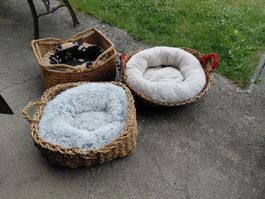 3 Hunde Katzenchörbli