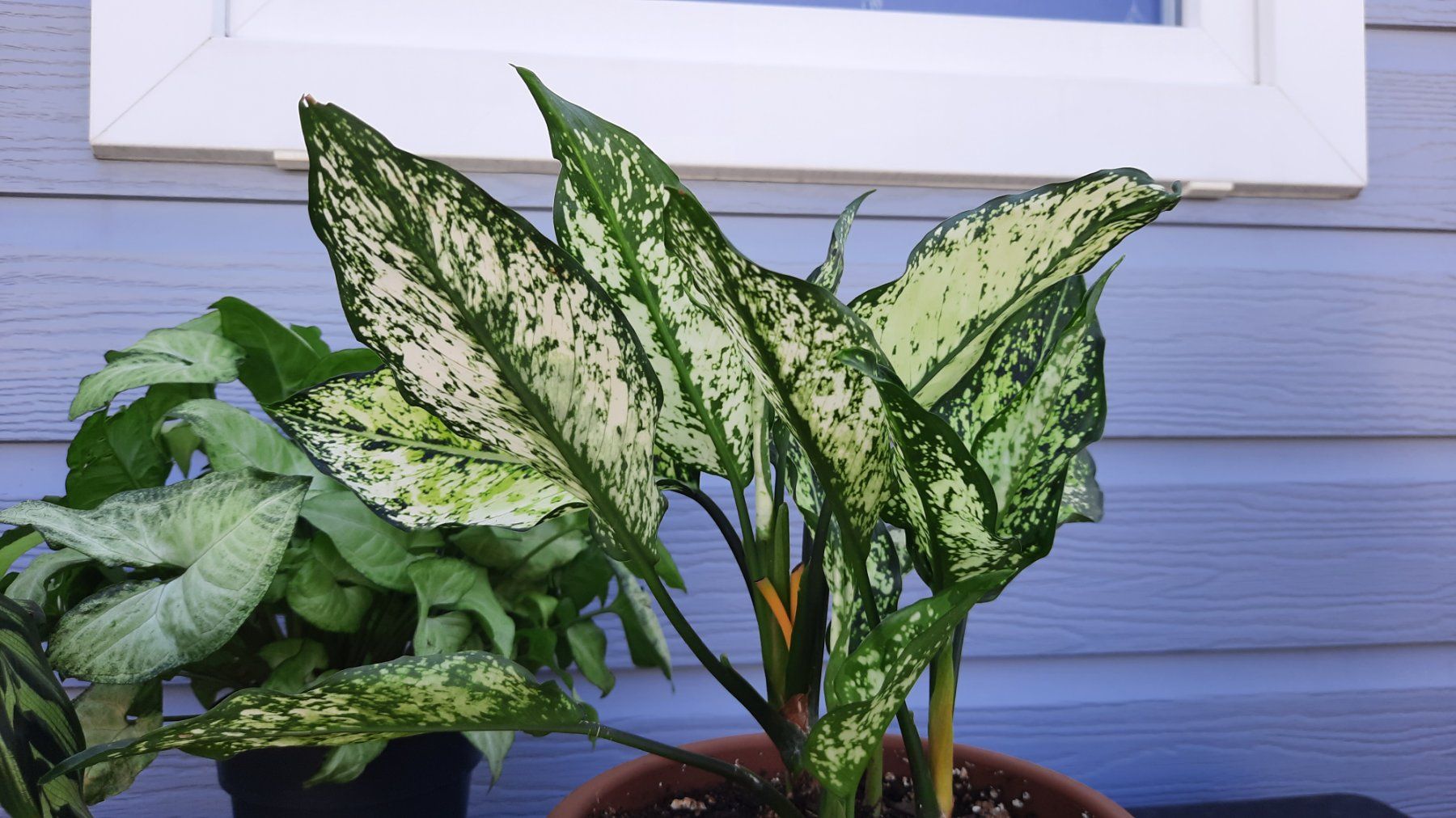 Piante & sementi: Lot belles plantes vertes – Usato da Les Brenets venduto da glo_267f 1