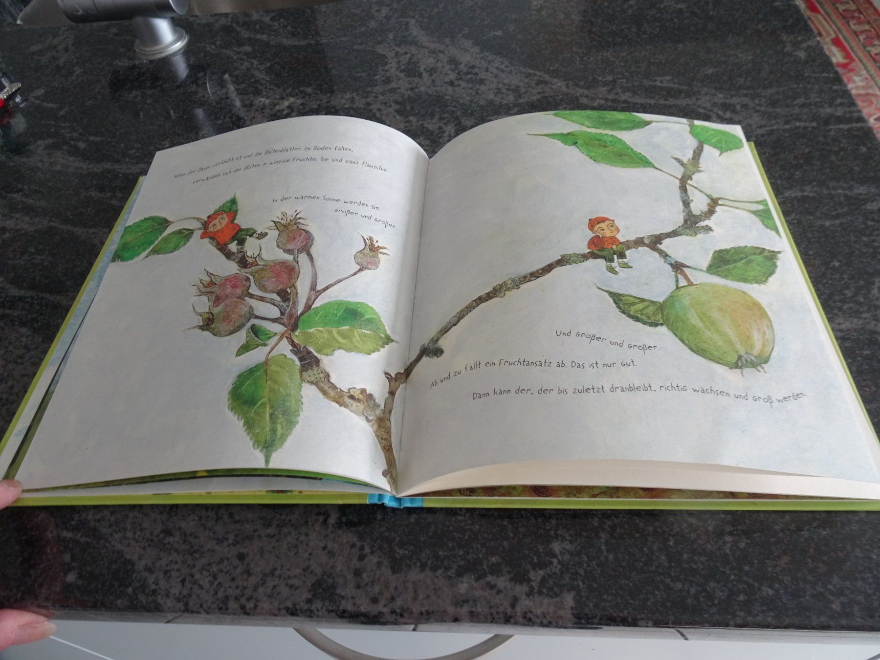 Libri: Bilderbuch Unser Apfelbaum - Neuwertig wunderschöne Bilder – Usato da Zürich venduto da Roulet 4