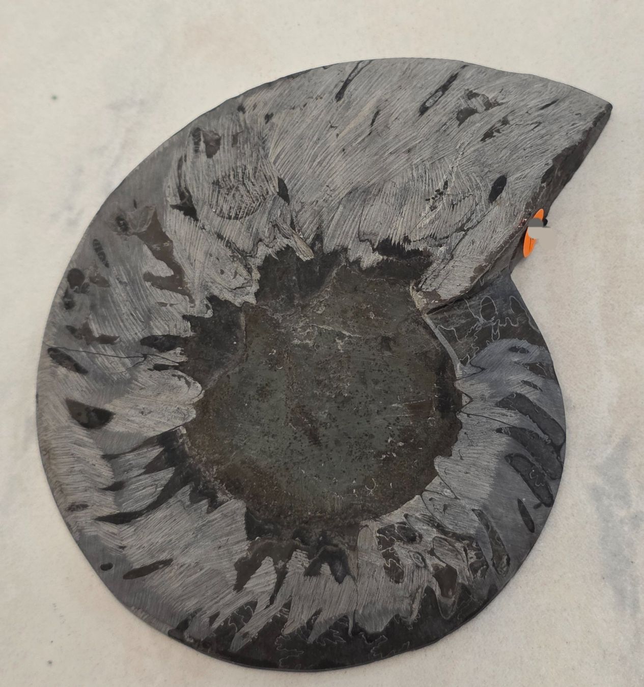 Fossili: Schwarzer Ammonit E 169g – Nuovo e nell'imballaggio originale da Matzingen venduto da Shay_Crystalz 1