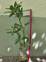 Adenium crispum Hybride / Wüstenrosen Sämling