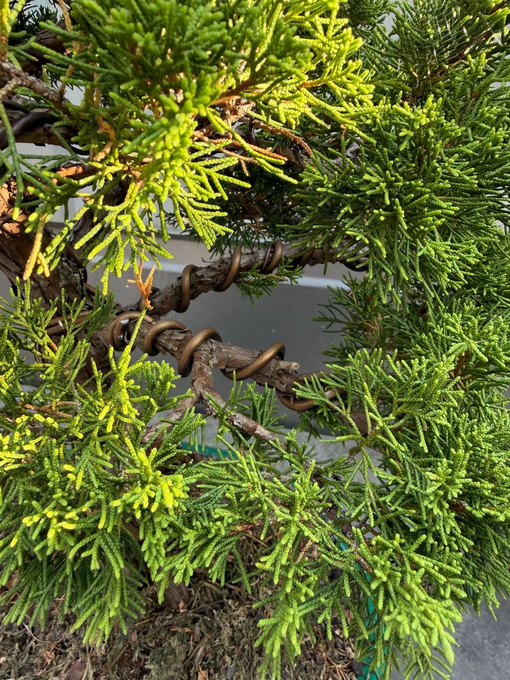 Pflanzen & Samen: Bonsai Chinesischer Wacholder – Gebraucht aus Ennetbaden von miboo 9