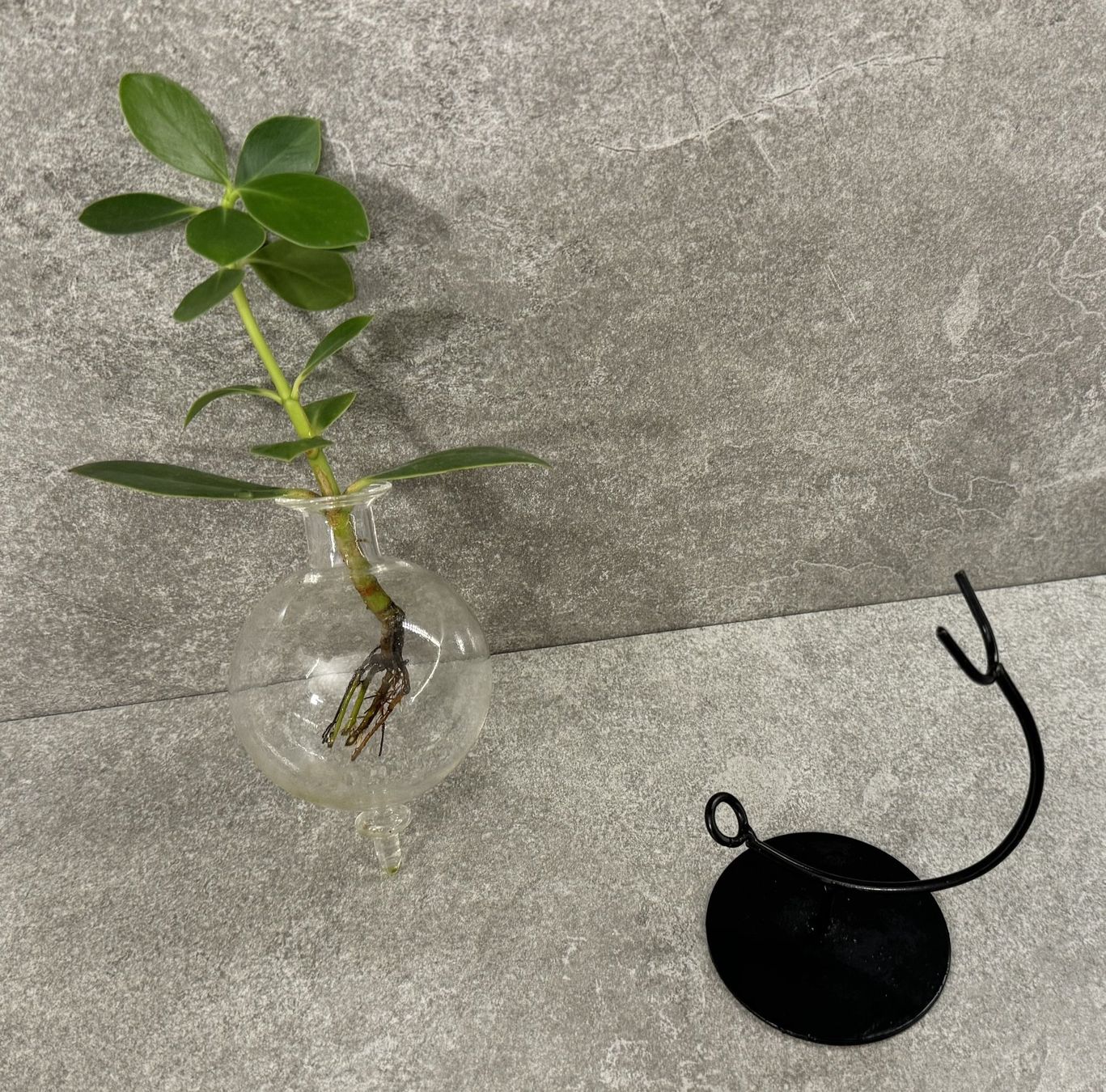 Piante & sementi: Grünpflanze im Wasserglas ... – Nuovo e nell'imballaggio originale da Chur venduto da Papageibarsch77 3