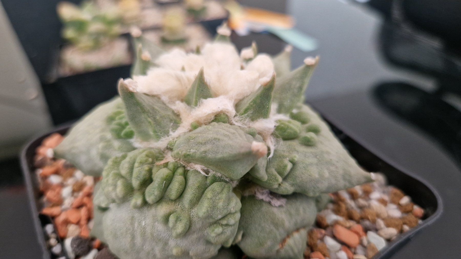 Piante & sementi: Ariocarpus Retusus cv. Cauliflower – Usato da Zürich venduto da LophiMaster
