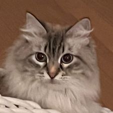 Profile image of Bela-Oz