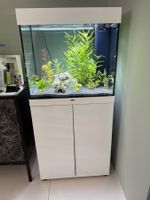 Aquarium Juwel Lido 120l + 10 Red Cherry Tetra und Pflanzen