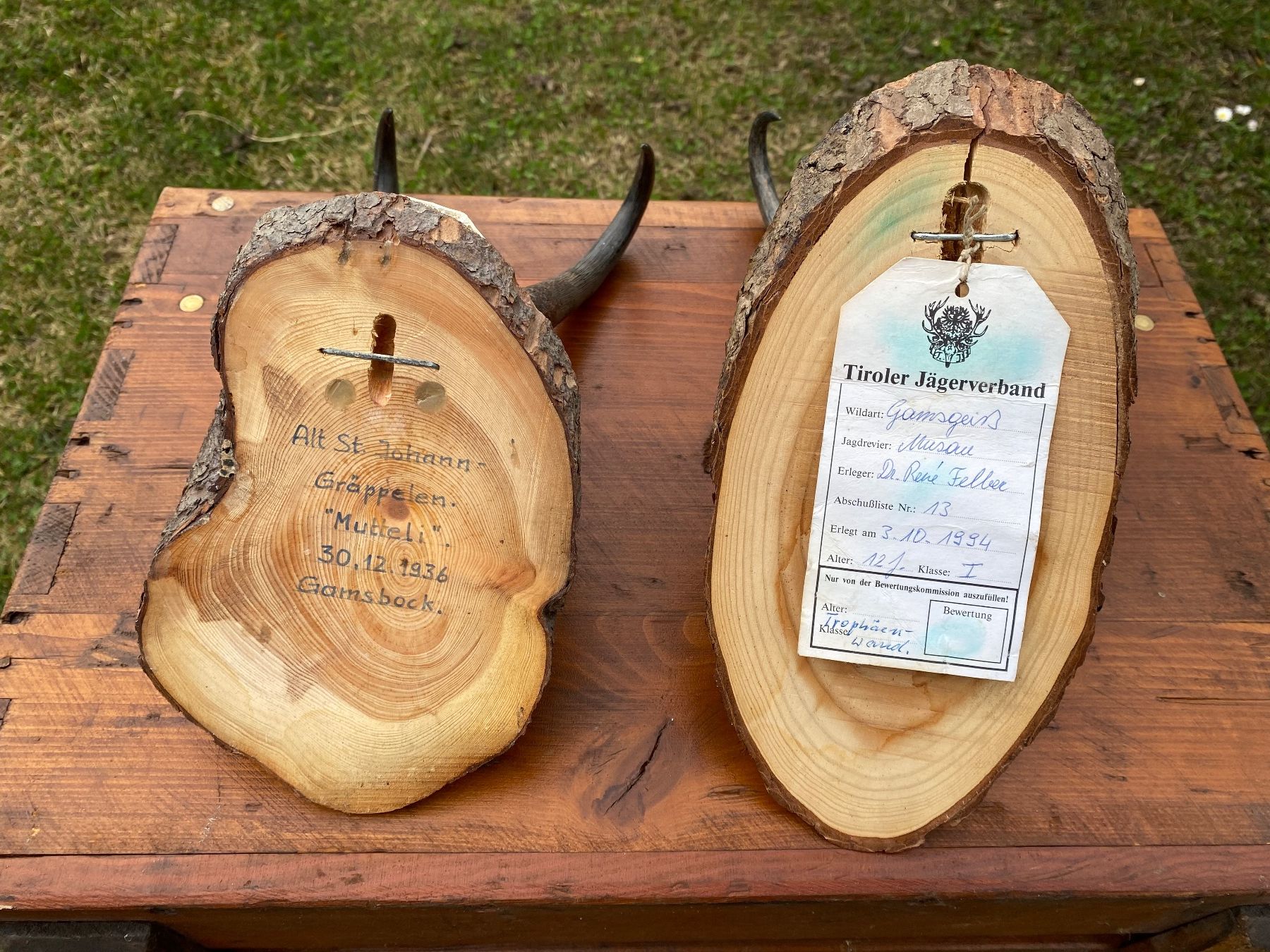 Il mondo degli animali: 2 schöne kapitale Gams Trophäen – Usato da Feldbach venduto da Olive1 8
