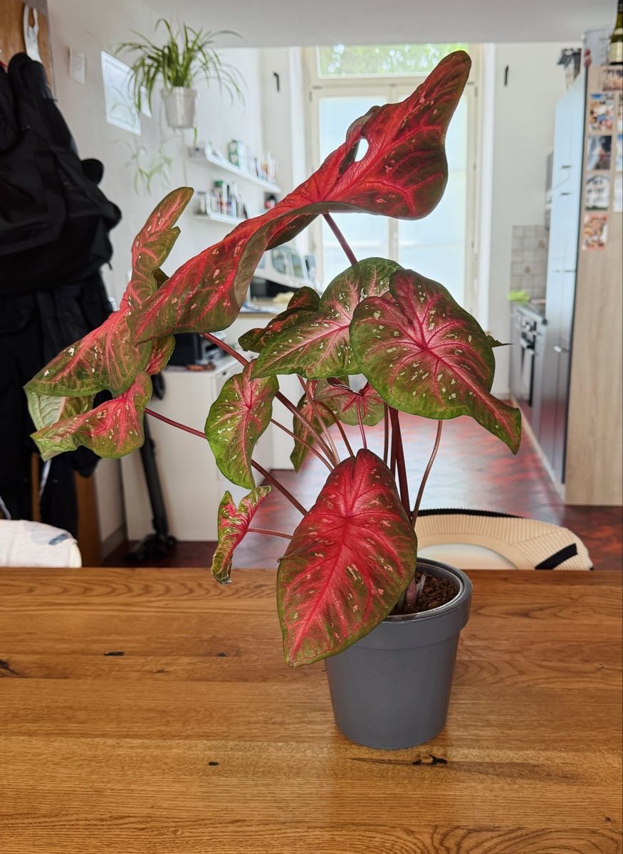 Pflanzen & Samen: Caladium Fast Flash – Neu (gemäss Beschreibung) aus Wald ZH von 2kndPlant 2