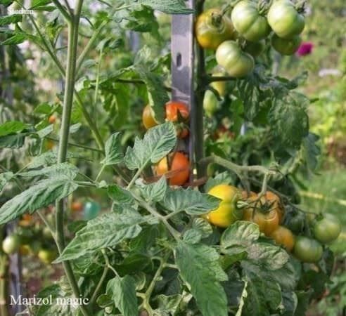 Piante & sementi: TOMATE MARIZOL MAGIC MULTICOLOR ! 5g – Nuovo (secondo la descrizione) da Bremblens venduto da FIBONACCI369 2