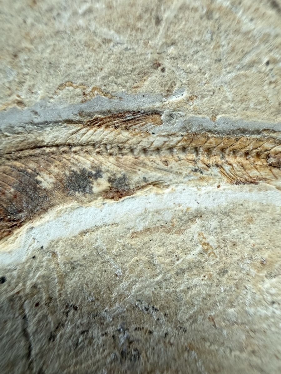 Fossili: Fossiler Fisch – Usato da Grenchen venduto da Bastet007 3