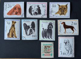 Lot Polen (Hunde)