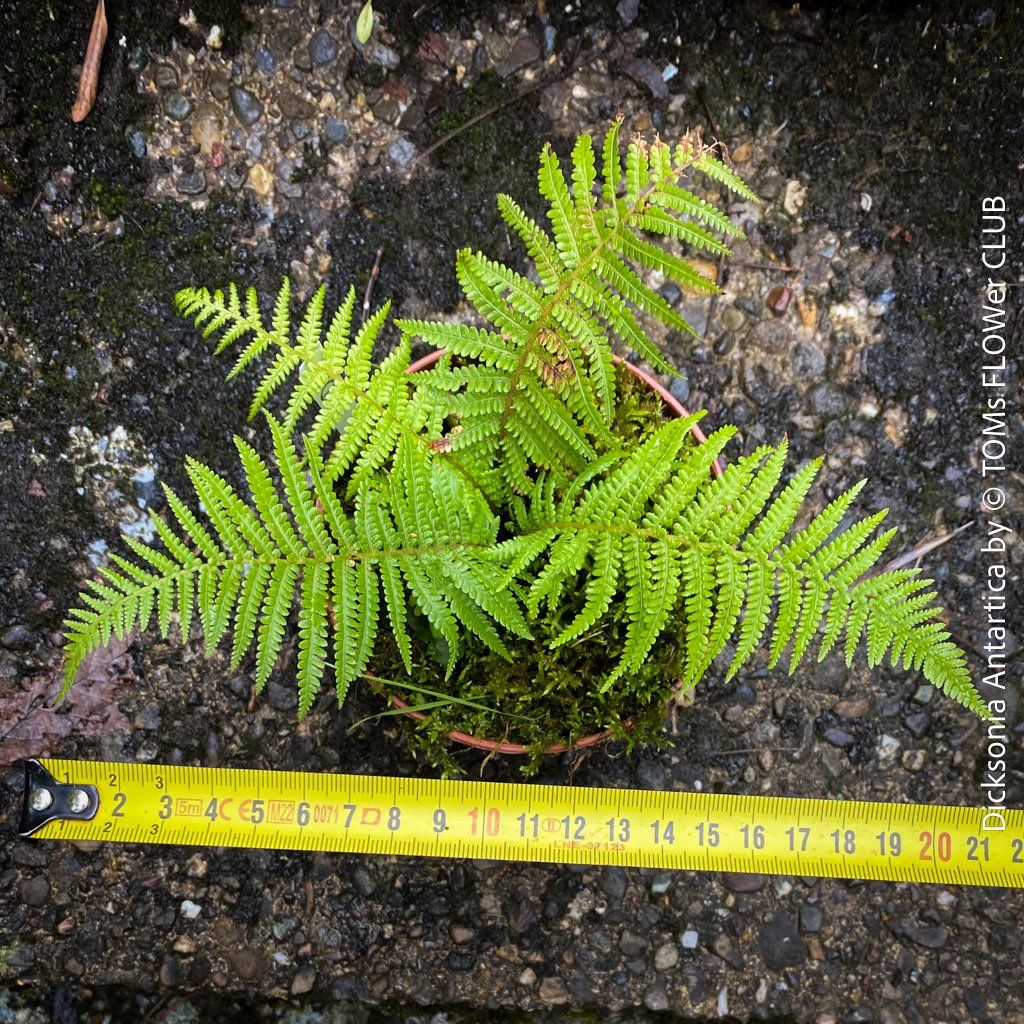 Piante & sementi: Dicksonia Antartica - traumhafter Baumfarn – Nuovo e nell'imballaggio originale da Adliswil venduto da astom369 6