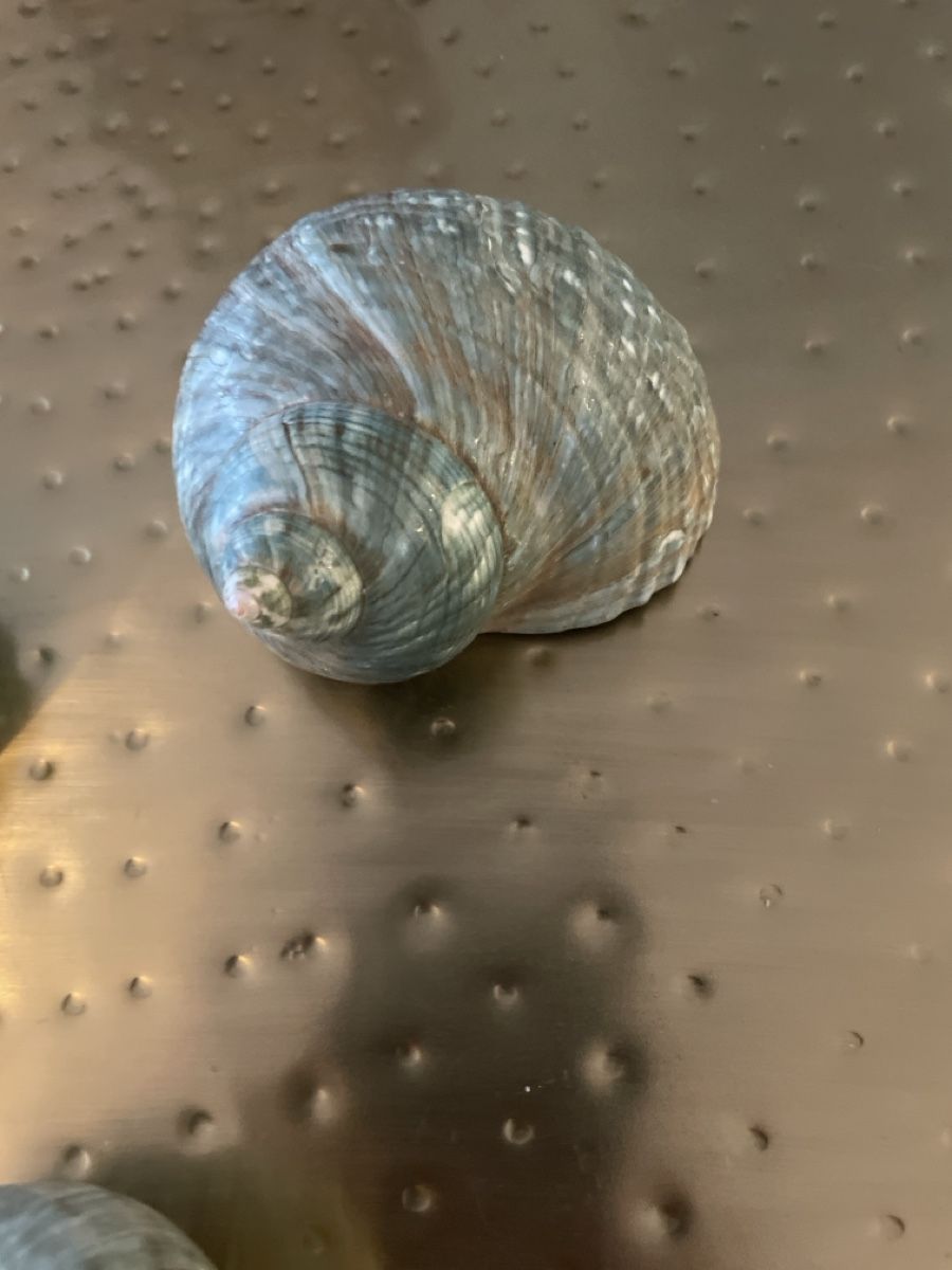 Fossilien: 3.Stk. Wunderschöne grosse blaue Muscheln – Neu (gemäss Beschreibung) aus Brugg AG von naturwarenladen 1
