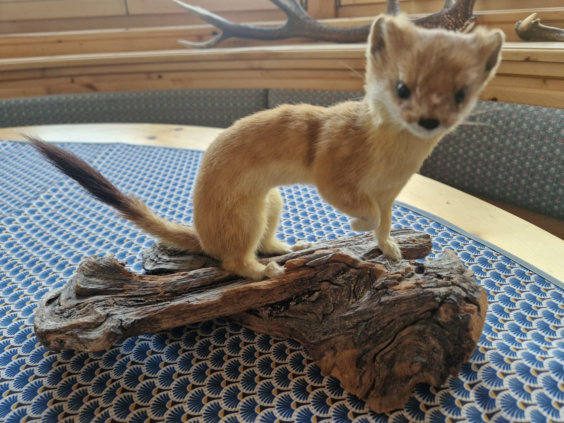 Monde des animaux: Wiesel – D'occasion à Wetzikon ZH par Hella73