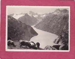 Grimsel Blick vom Nägelisgrätli aus Hospiz Schafe