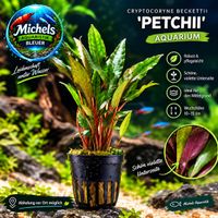 Aquariumpflanzen Cryptocoryne beckettii 'Petchii'