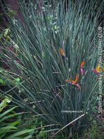 Strelitzia Juncea - Blatt-lose Rarität aus Südafrika