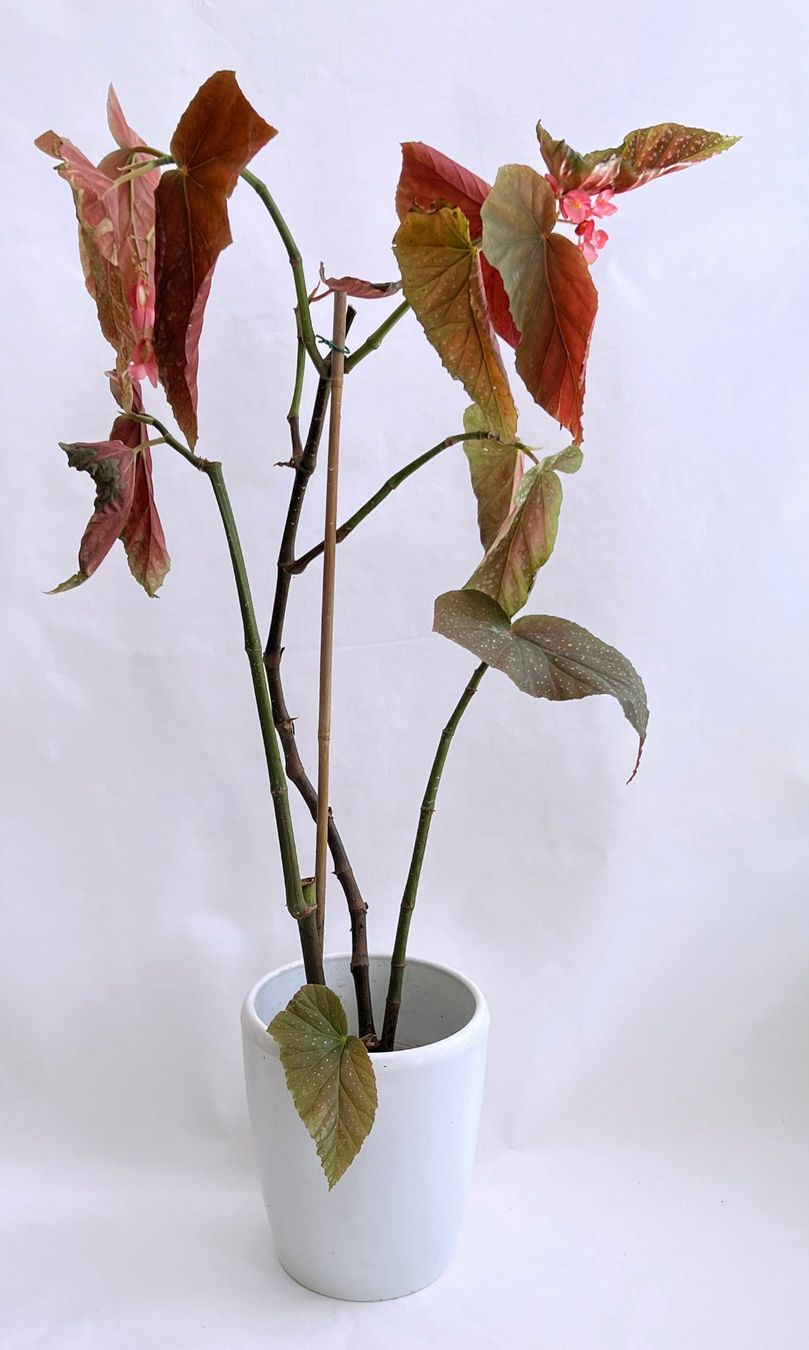 Pflanzen & Samen: BEGONIA***CORALLINA de LUCERNA***** – Neu (gemäss Beschreibung) aus Dübendorf von Orchid18 1