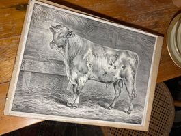 Gravure taureau boeuf Gravur Stier