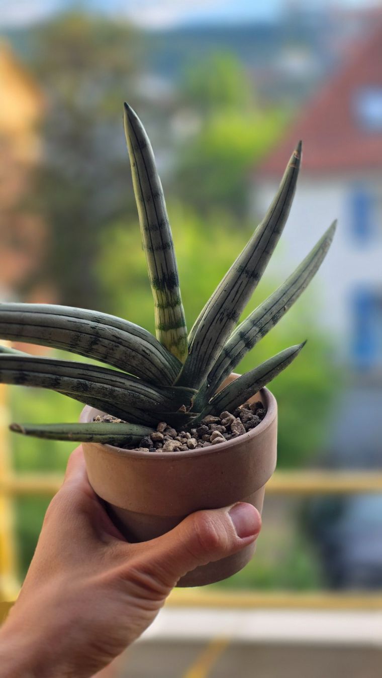Plantes & graines: Sansevieria "Iceman" RARITÄT – Neuf (Voir description) à Zürich par The_Plant_Wizard 1