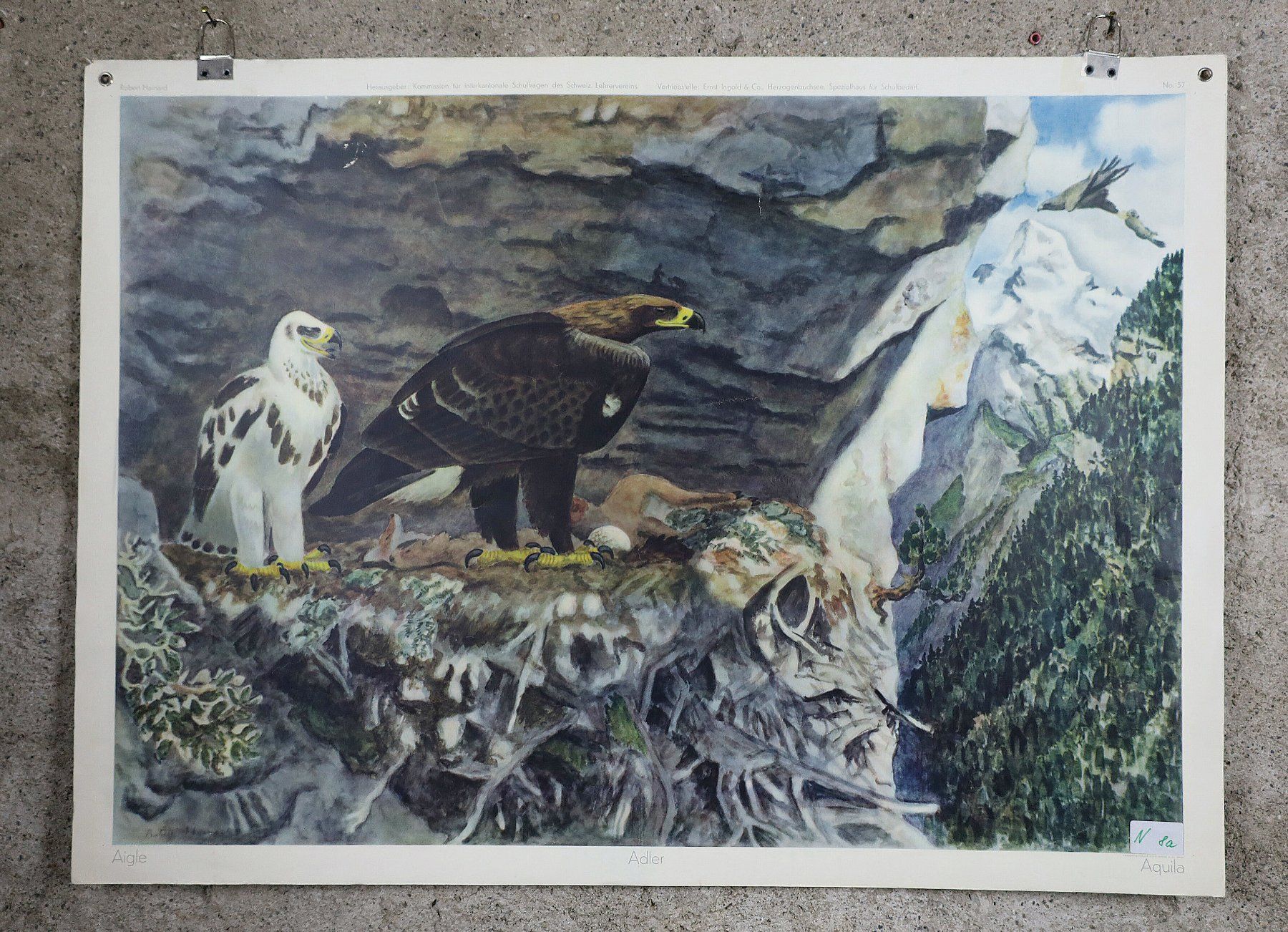 Posters & Illustrations: Schulwandbild, Schulbild "Adler" Robert Hainard – D'occasion à Birrwil par brandschatz_birrwil 1