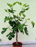 XXL (150 cm) Echte Feigenbaum" FICUS CARICA" Früchte: BLAU