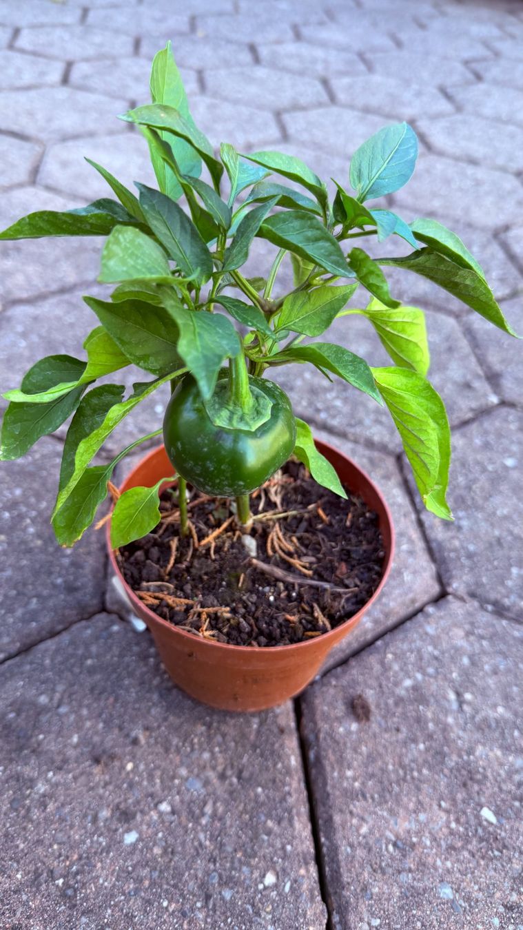 Piante & sementi: Kirschpaprika - Pflanze! – Nuovo (secondo la descrizione) da Steffisburg venduto da Petroselium 1