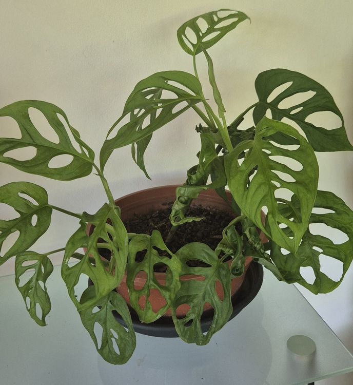 Monstera Monkey Pflanze (Gebraucht) in Moutier fr CHF 29  nur Abholung  auf Ricardo kaufen