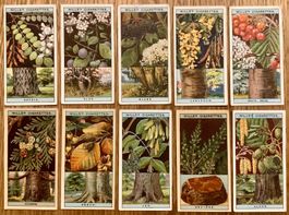 1924 - 10 Alte FLOWERING TREES & SHRUBS Sammelbilder England