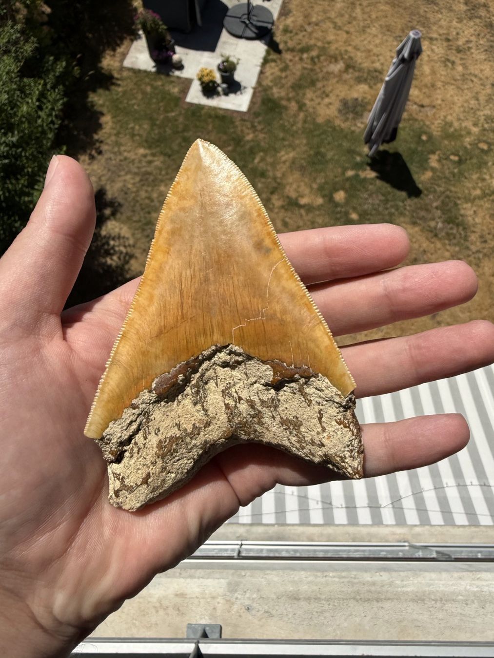 Fossilien: Megalodon Zahn Indonesien – Gebraucht aus schüpfen von rica122 2