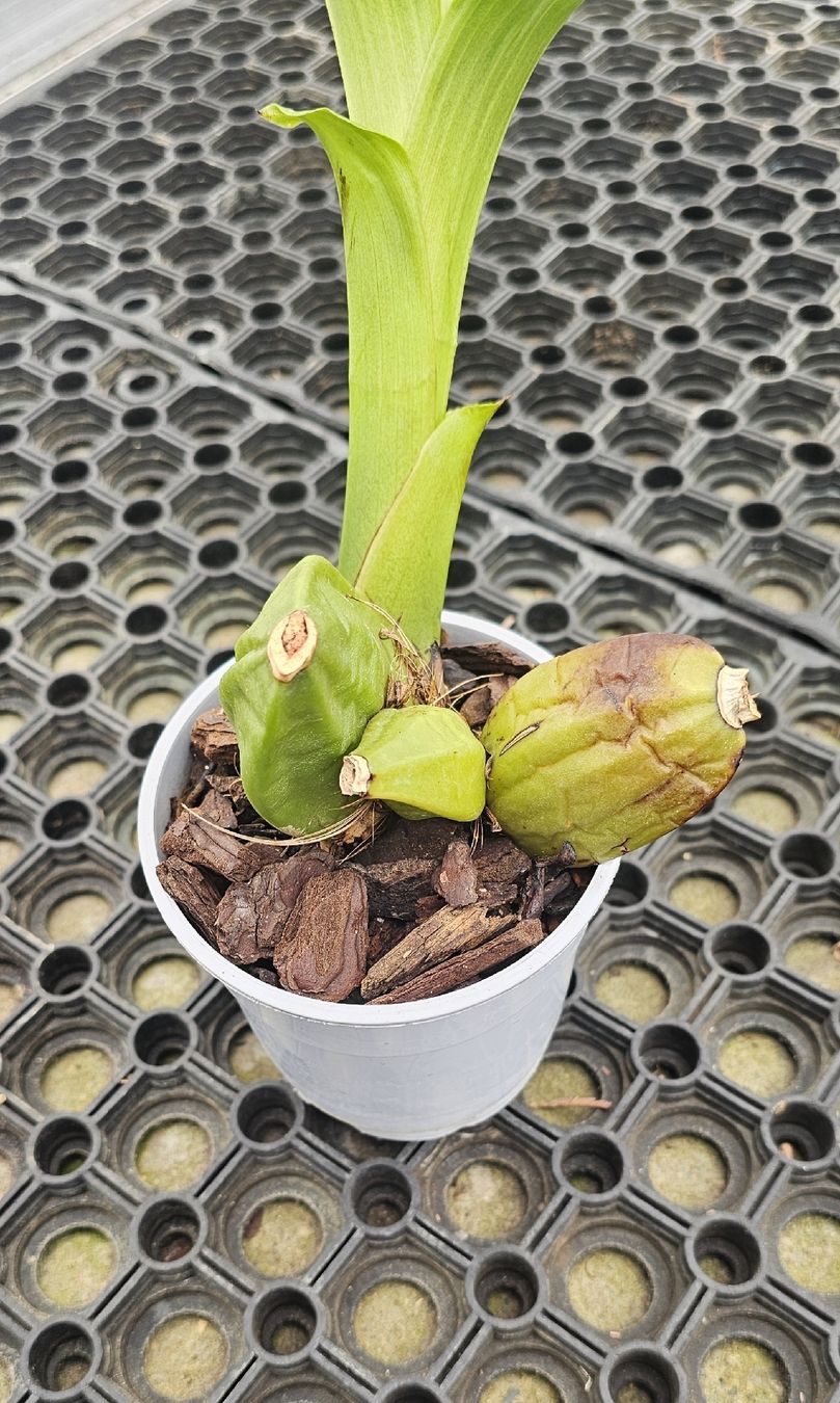 Pflanzen & Samen: Orchidee Lycaste Hybride – Gebraucht aus Jona von Smurnaya 1