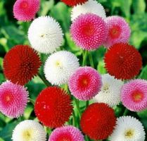 Ab 5.- fr 20 samen MIX  Gansenblumchen BELLIS PERENNIS‪